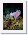 06-Bequia - 23